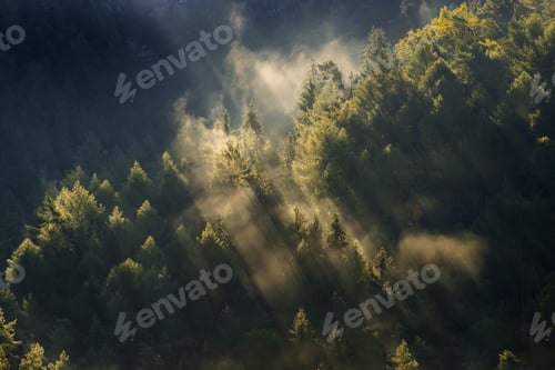 Preview: Beautiful foggy forest during autumn sunrise, Saxon Switzerland, Germany