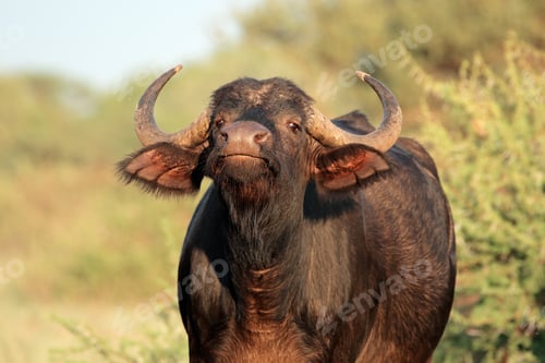 Preview: Portrait of an African or Cape buffalo (Syncerus caffer), Mokala National park, South Africa
