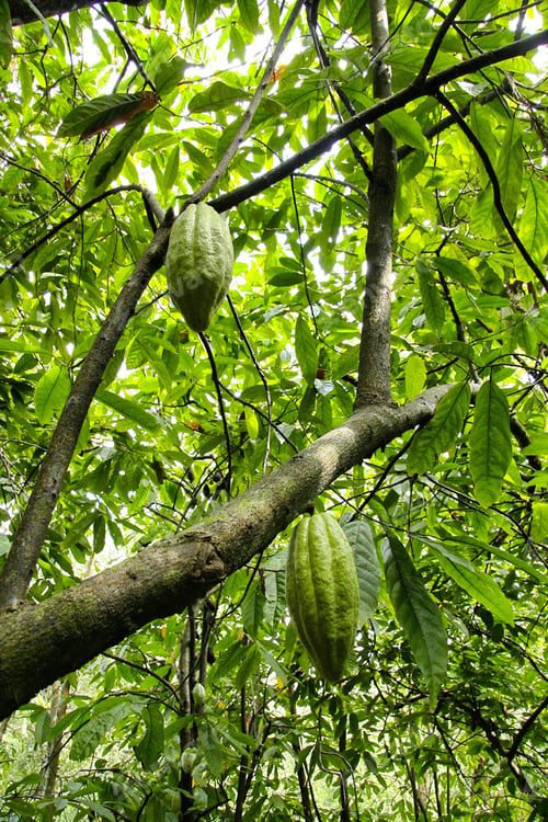 Preview: Low angle shot of a cocoa tree with blooming cocoa beans on it