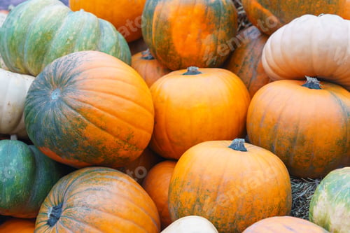 Preview: Stack, Pile Of Colorful Autumn Pumpkins Of Various Shapes And Sizes, Seasonal Harvest Background