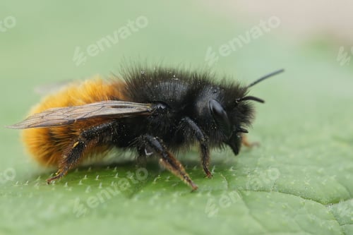 Preview: Closeup on a fluffy red and black female European orchards mason bee, Osmia cornuta