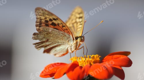Preview: Macro shot of a Polaris fritillary perched on a bright orange flower