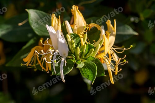 Preview: Close up group of yellow and white Honeysuckle, Lonicera etrusca