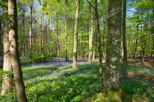 Preview: Mesmerizing shot of a natural carpet of bluebell flowers in Hallerbos, Belgium
