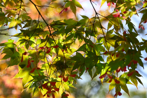 Preview: Detail of vivid red and green leaves of ornamental maple tree
