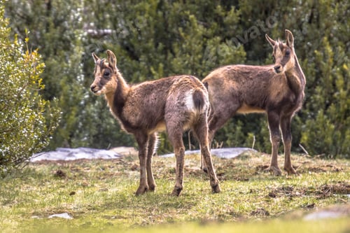 Preview: Two Chamois looking at camera