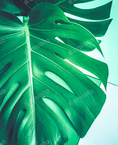 Preview: monster leaves on a green background