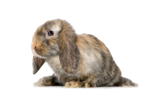 Preview: Rabbit