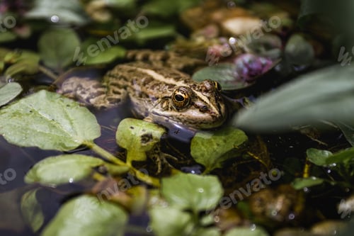 Preview: Frog rest in the pond!