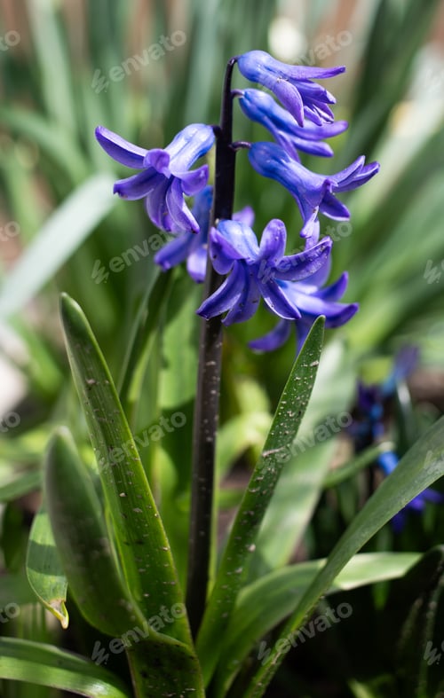 Preview: wild flowers in early spring