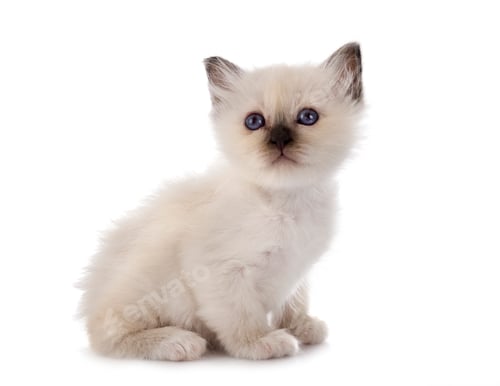 Preview: birman kitten in studio