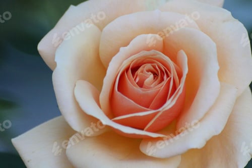 Preview: Peach coral salmon rose background