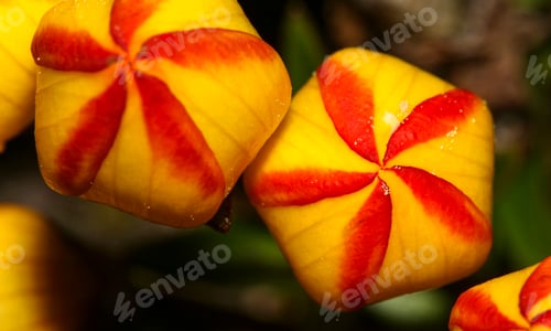 Preview: Wild Flowers, El Cajas National Park, Ecuador