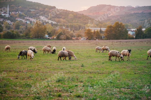 Preview: Countryside life