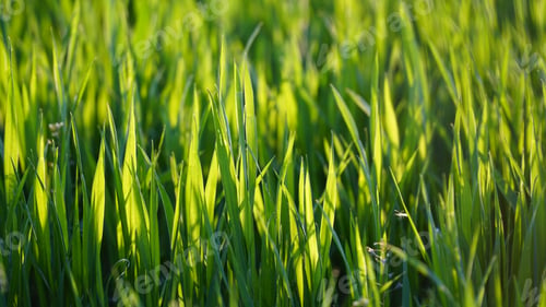 Preview: Bright green grass on a sunny day. The grass is backlit by the sun. Close-up.