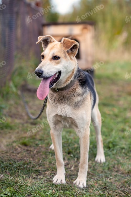 Preview: A cheerful big dog with a chain tongue sticking out. Portrait of a dog