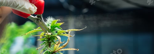 Preview: On cannabis farms, researchers are harvesting cannabis for study and medical.