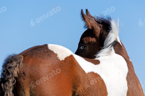 Preview: portrait of a beautiful brown horse foal