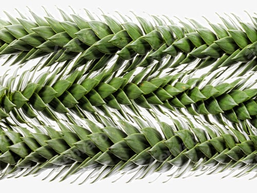 Preview: Close up of thorny plant leaves