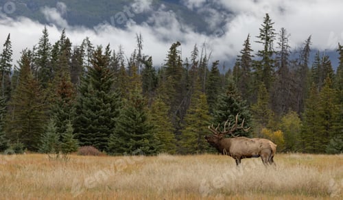 Preview: Bull Elk During the Rut