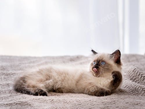 Preview: Kitten Ragdoll lying in the bed