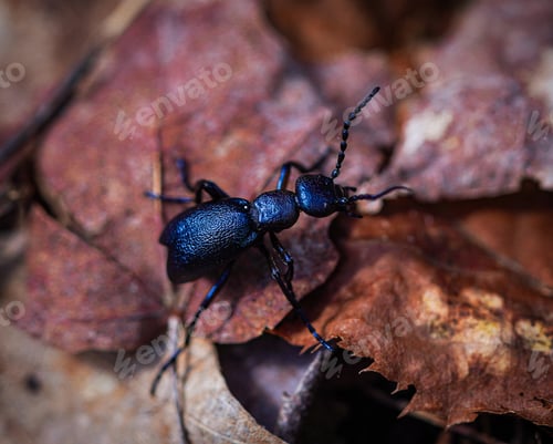 Preview: Close up of a blister or oil beetle on the forest floor