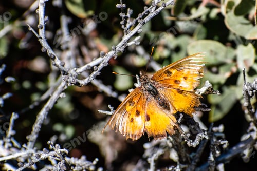Preview: Close up of Satyr Comma butterfly