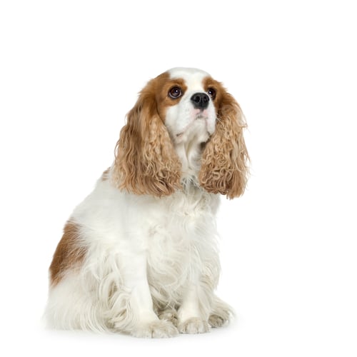 Preview: Cavalier King Charles Spaniel (4 years)