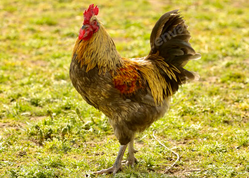 Preview: Proud Cockrell or rooster chicken