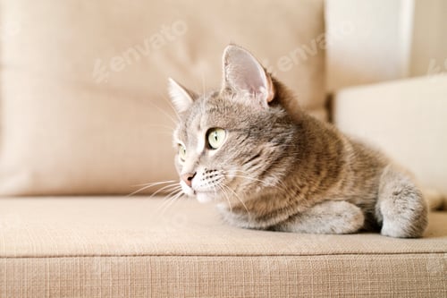 Preview: domestic cat lies on the couch. The cat in the home interior.