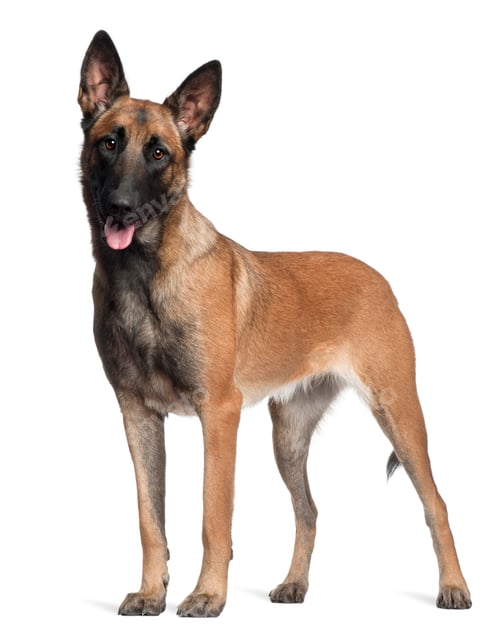 Preview: German Shepherd, 1 year old, standing in front of white background