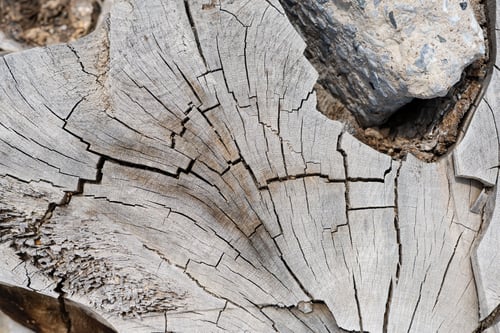 Preview: Close-up on the cracks of a dry tree stump