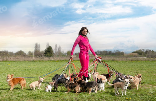Preview: group of chihuahuas with woman in nature