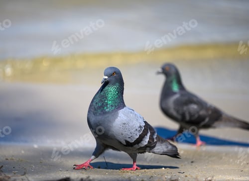 Preview: Pair of gray doves walking on the ground on a summer day