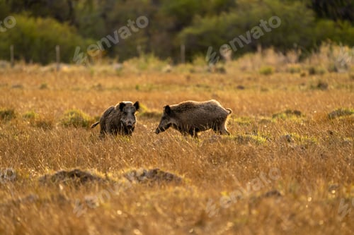 Preview: Herd of wild boars in a grassy field under the sunlight with a blurry background