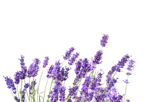 Preview: Fresh lavender flowers