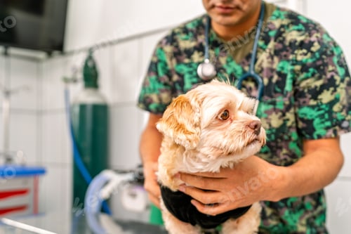 Preview: Veterinarian examining a small dog in veterinary clinic