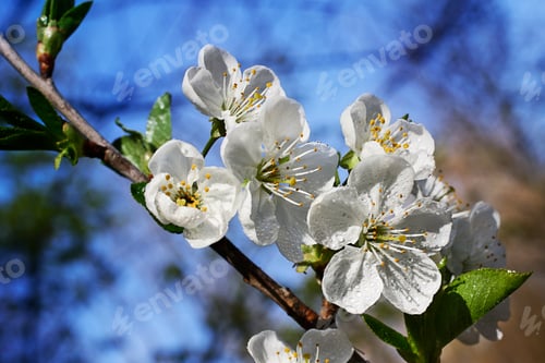 Vorschau: Low-Key-Fotografie. Zweig mit weißen Blüten.