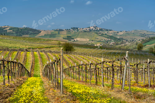 Preview: Vineyards of Oltrepo Pavese in April