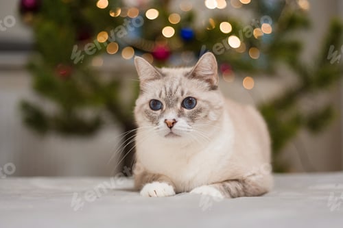 Preview: Happy New Year, Christmas holidays and celebration. Siamese cat breed portrait.