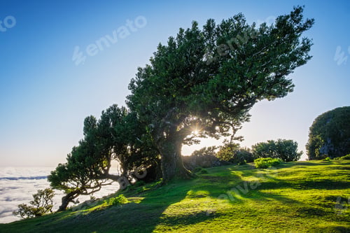 Preview: Fanal forest trees on Madeira island, Portugal