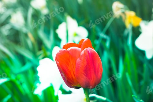 Preview: Bright red tulip on high stem growing in flower bed on blurred background of white daffodils on