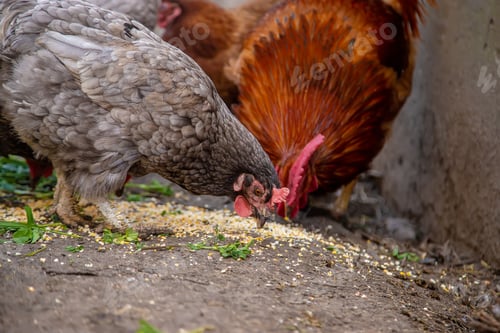 Preview: geese and chicken on the farm, eggs in a bowl.