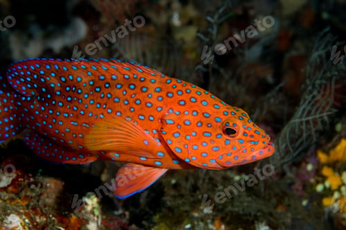 Preview: Profile of coral grouper.