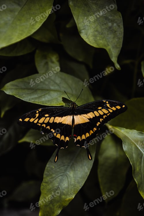 Preview: Beautiful contrast between leaves and butterfly