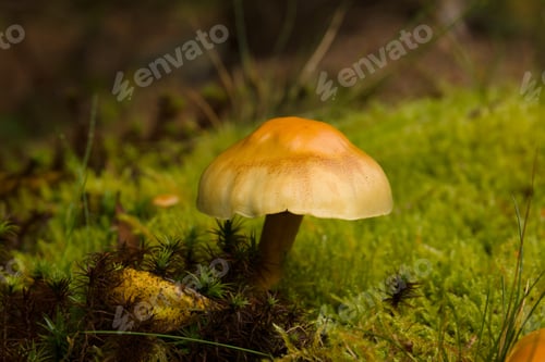 Preview: Sulphur Tuft Mushroom