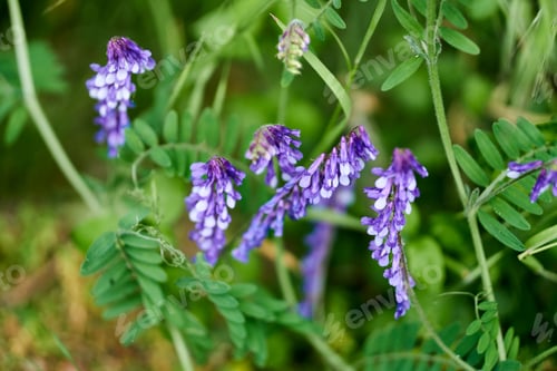 Preview: Closeup of purple Bird vetch flowers with green leaves