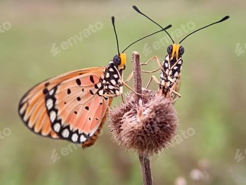 Preview: Butterfly