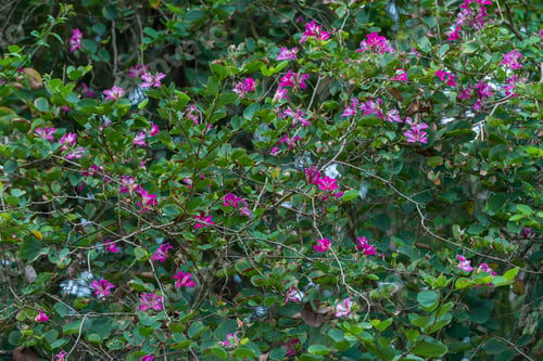 Preview: a group of elephants eating grass and pink flowers next to trees