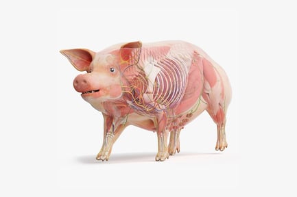 Preview: Detailed Pig Anatomy